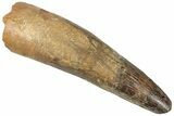 Real Spinosaurus Tooth - Huge Dinosaur Tooth #307998-1